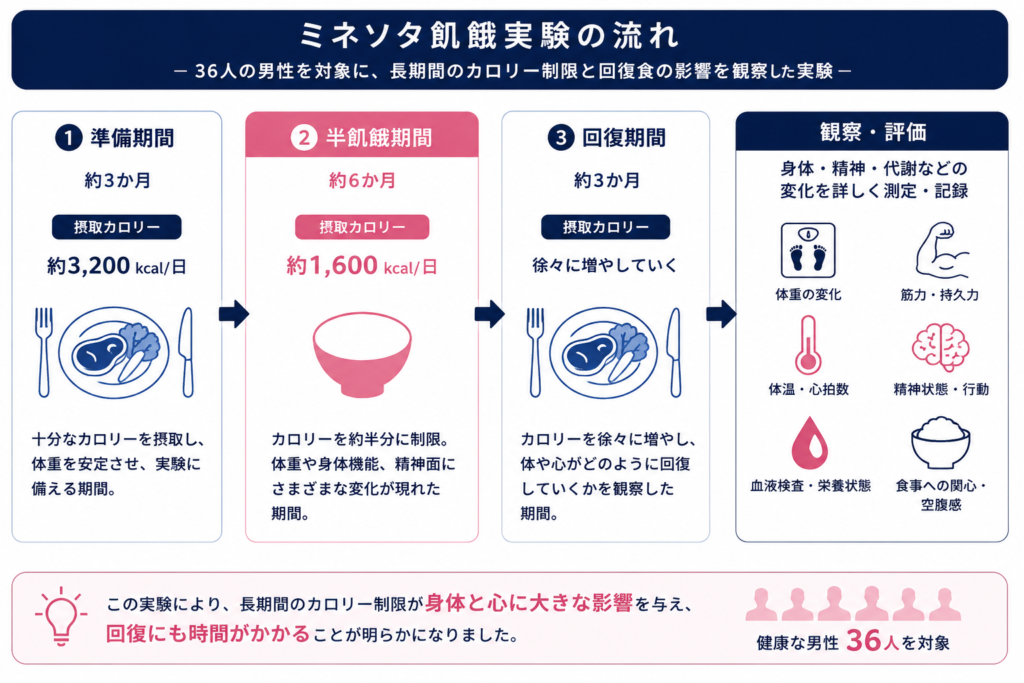 ミネソタ飢餓実験の流れをまとめた図。約3か月の準備期間、24週間の半飢餓期間、回復食(リフィーディング)期間と、身体や精神への変化を示したインフォグラフィック。